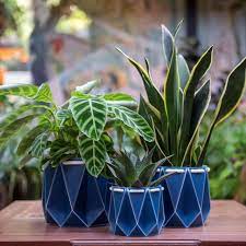 plant-pots